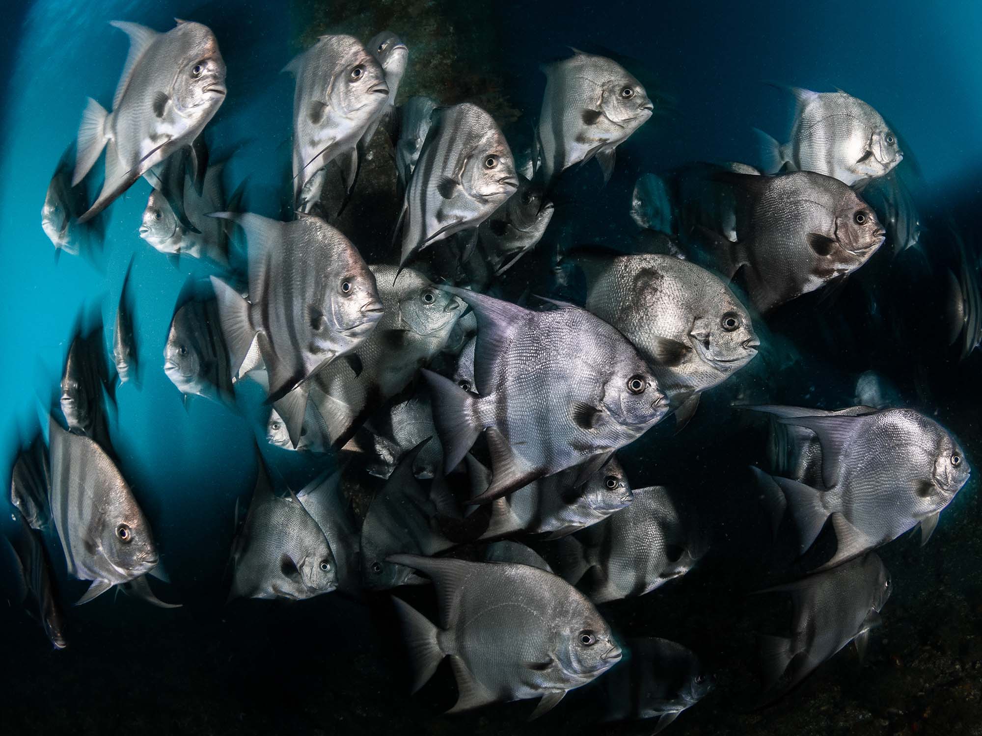 The Art of Motion Blur in Underwater Photography