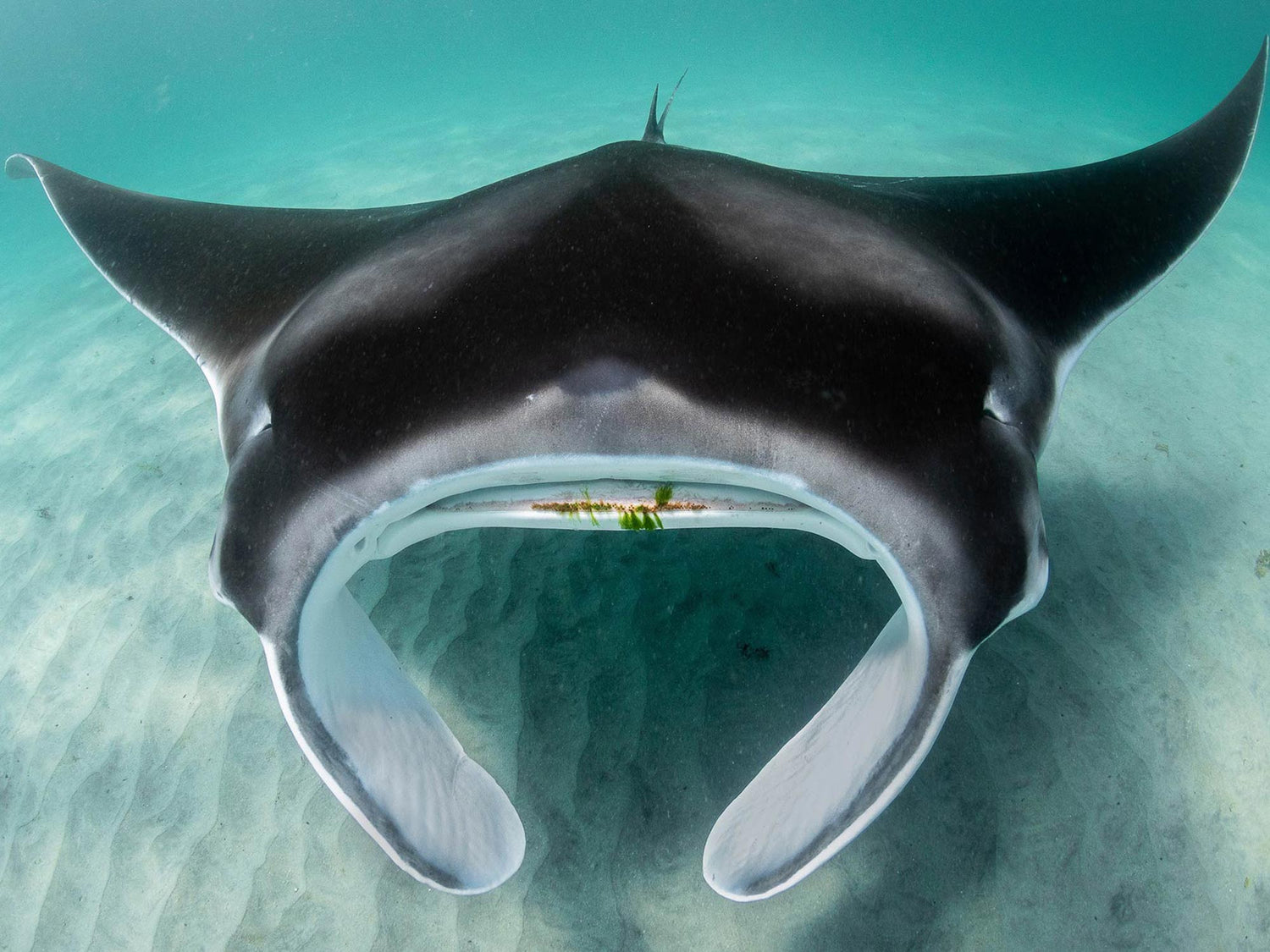 World's First Animated 3D Anatomically Accurate Model of a Manta Ray [VIDEO]