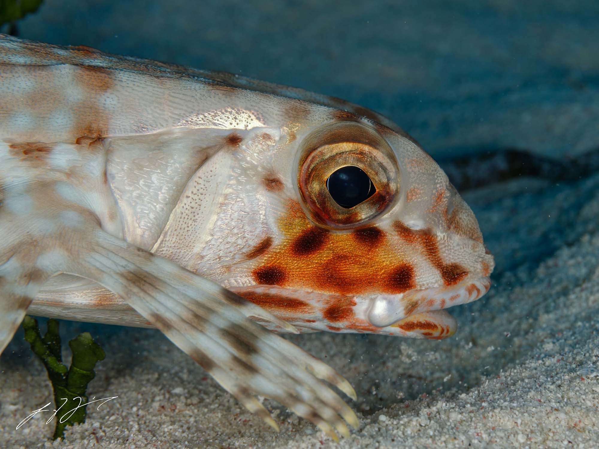 Featured Customers | Luis Fernandez New England's Aquatic Mentor