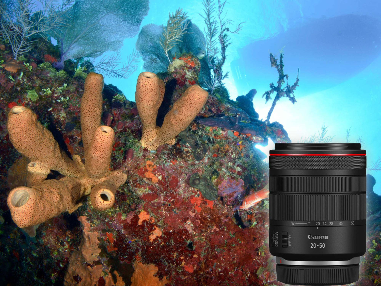 Canon RF 20-50mm PZ FIRST RESULTS // Underwater with the R6 V & R6 III [VIDEO]