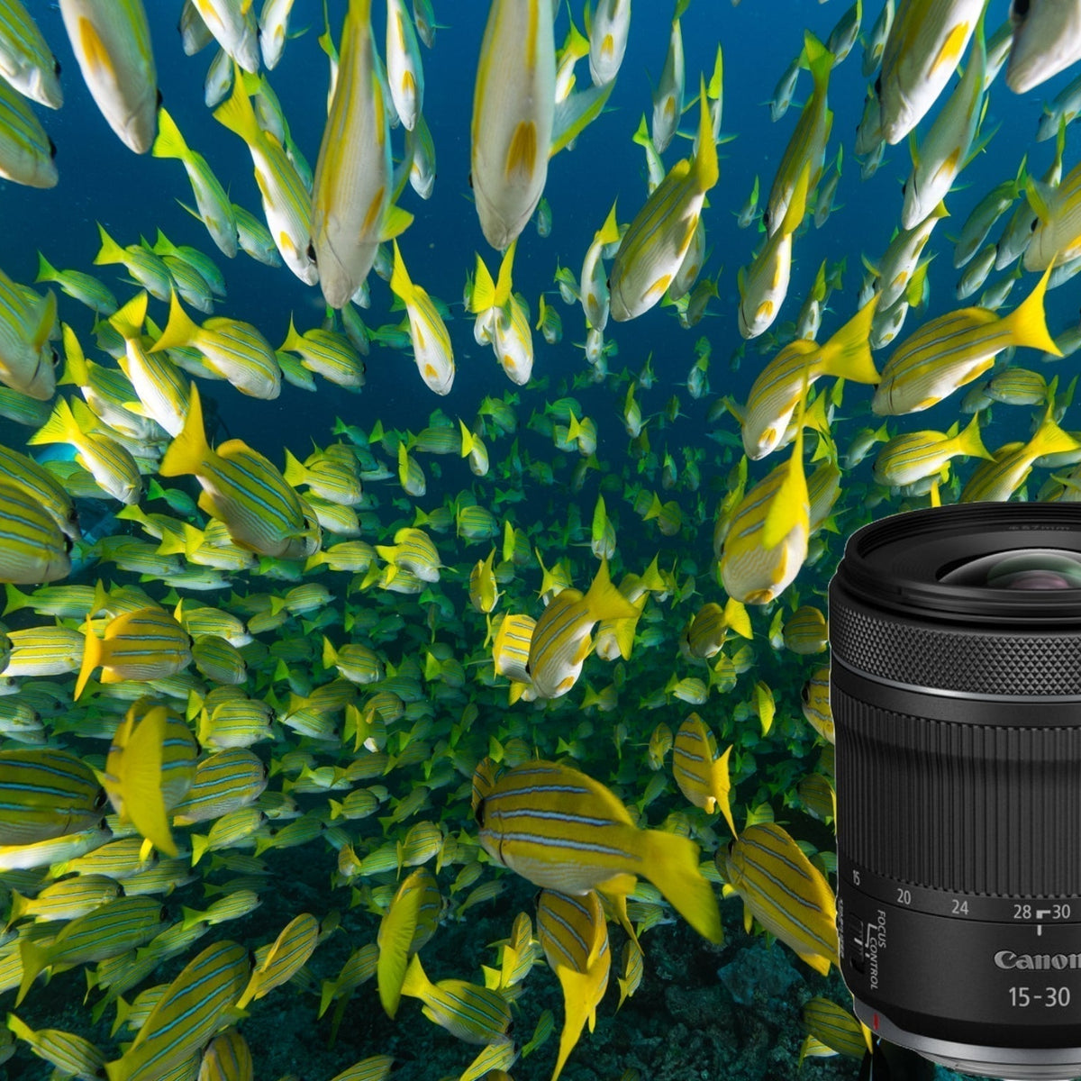 Canon RF 15-30mm f/4.5-6.3 IS STM Lens Review & Results