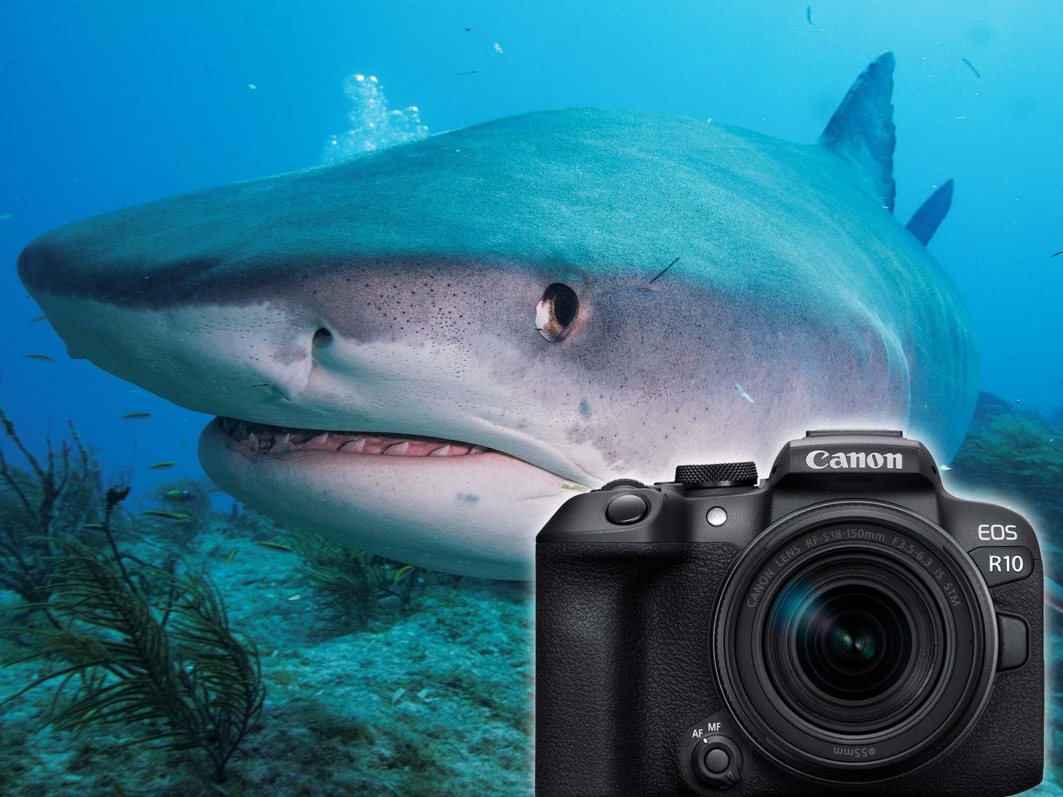 Canon R10 with 18-150mm Underwater at Tiger Beach Shark with Canon R10 Camera in foreground
