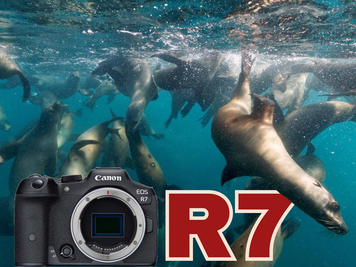 Canon R7 10-18mm Underwater in 4K at Magdalena Bay [VIDEO]