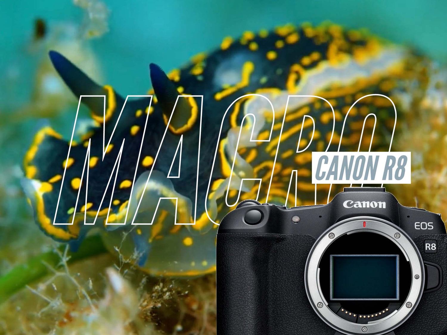 Canon R8 Underwater Macro Footage from Croatia [VIDEO]