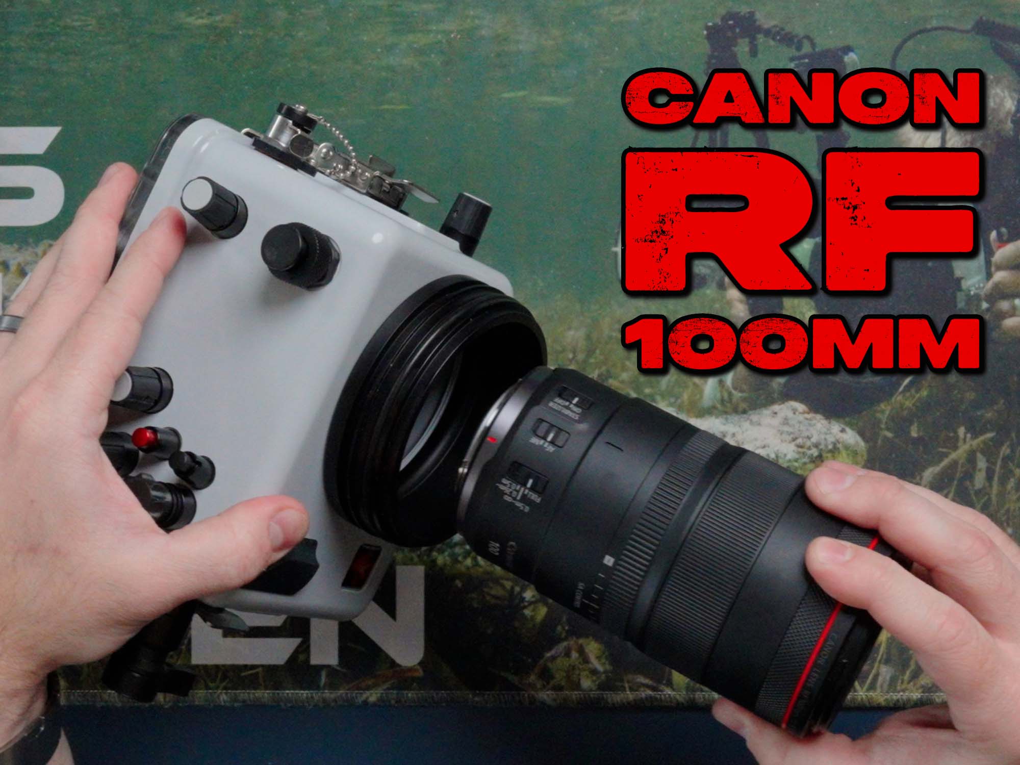 Canon RF 100mm Macro Assembly // Ikelite 200DLM/D Underwater Housing [VIDEO]