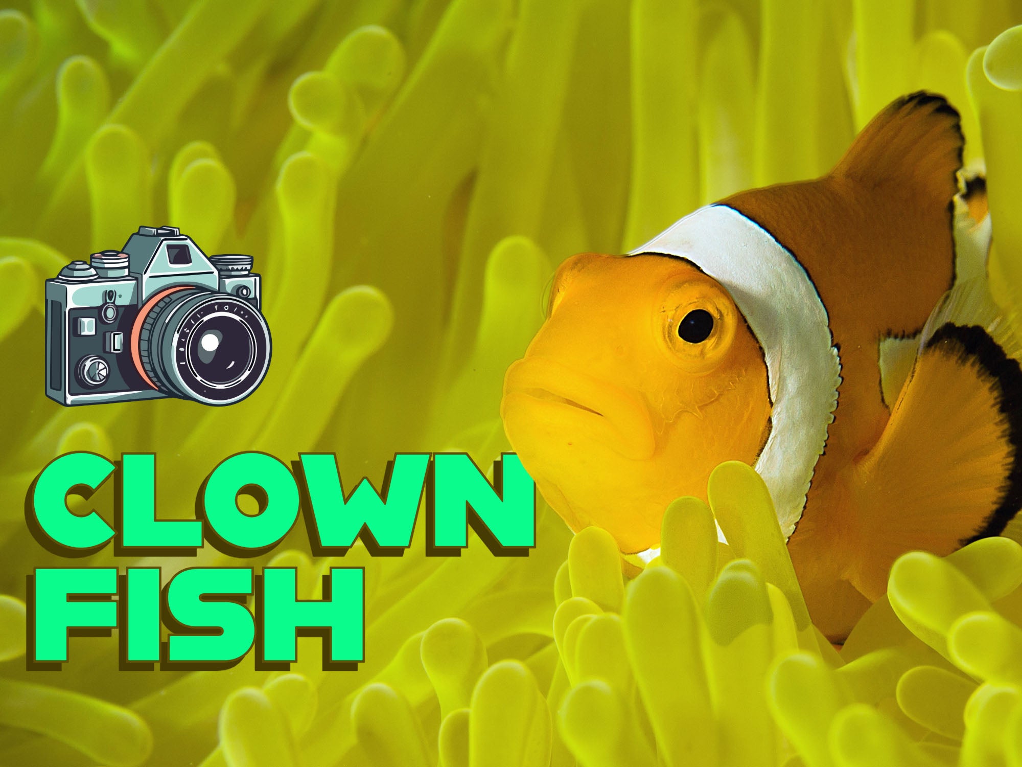 FOUND NEMO?! Photographing Clownfish and Anemones Underwater [VIDEO]