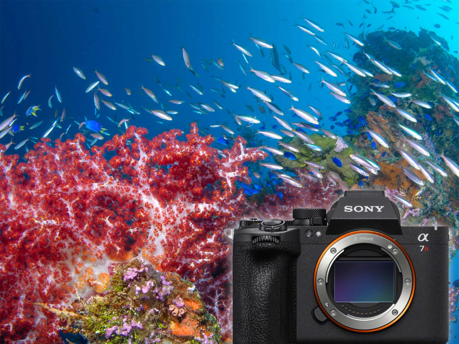 Sony a7R VI Underwater FIRST RESULTS from Truk Lagoon // 200DL Housing [VIDEO]