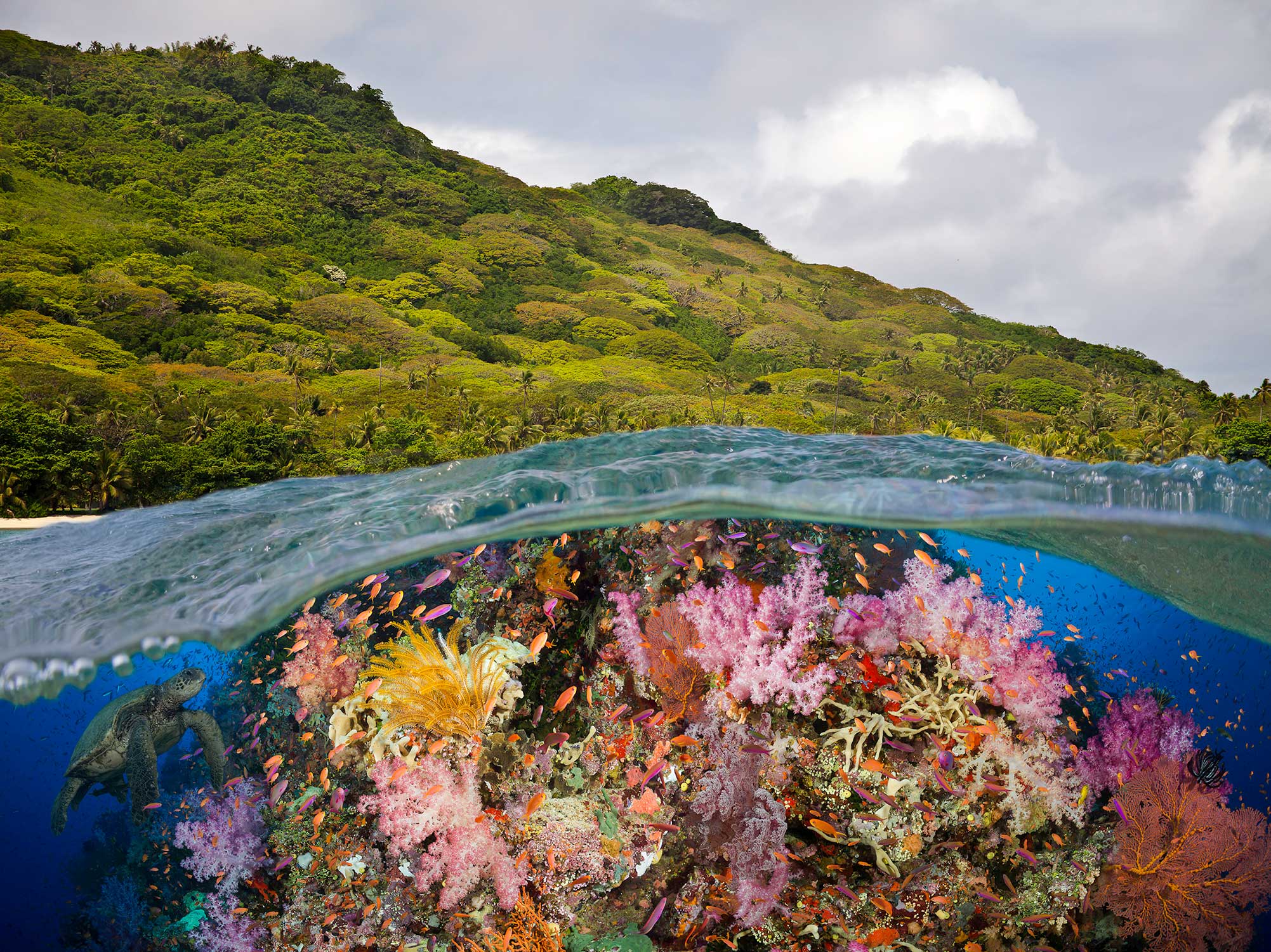 Diving Fiji by Liveaboard | Brilliant Bligh Water