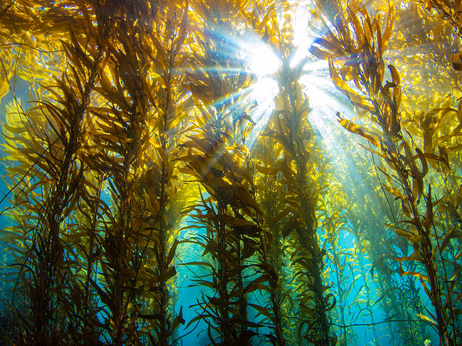 Underwater Cathedrals: Shooting Magnificent Kelp Forests