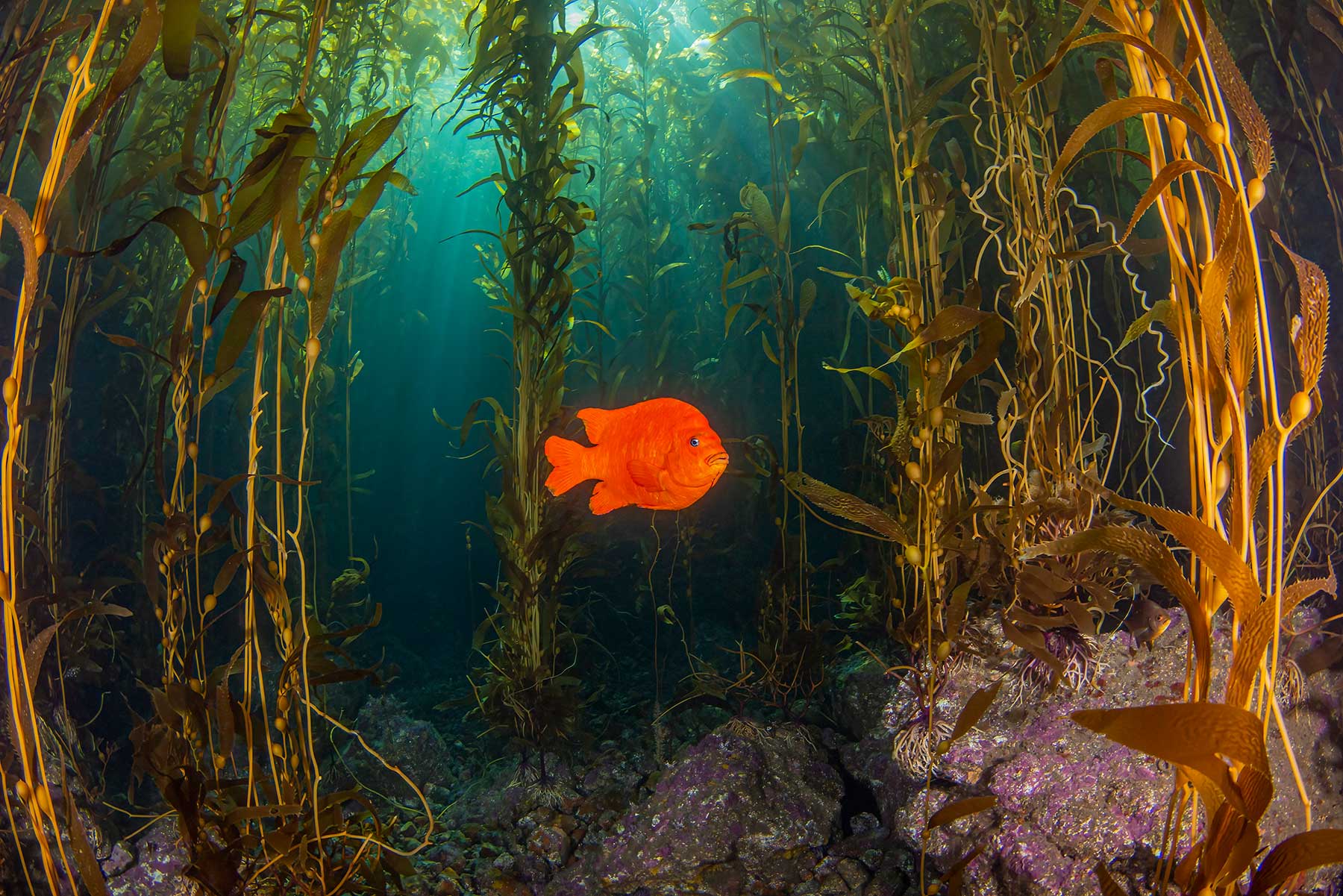Catalina Island California Underwater Photography