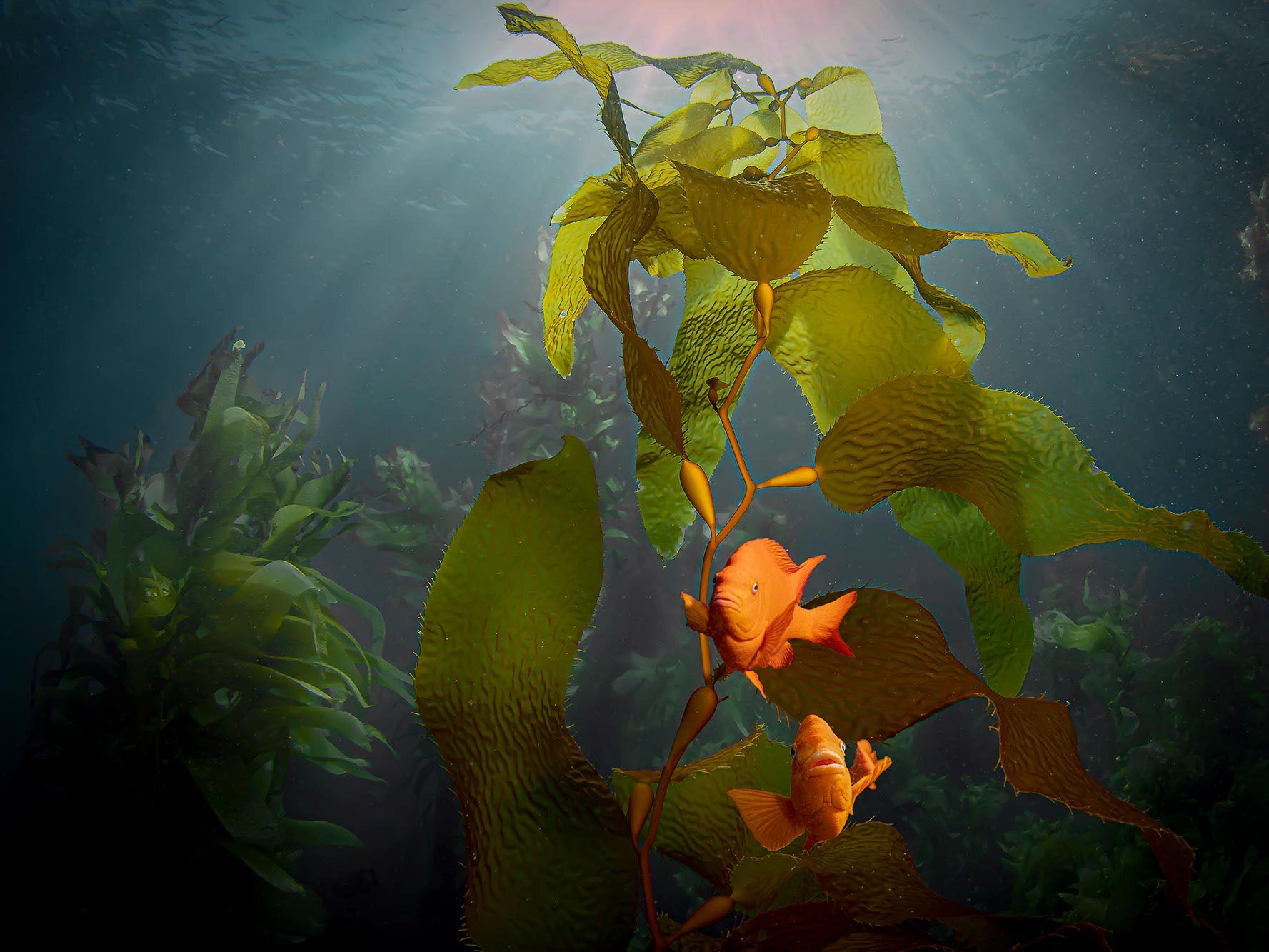 Catalina Island Cover Image for Ikelite Underwater Systems, Image © Gary Burns