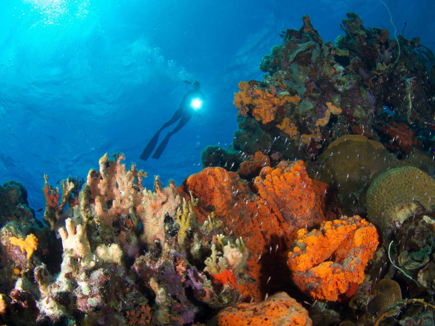 Tropical Reef Underwater Camera Settings