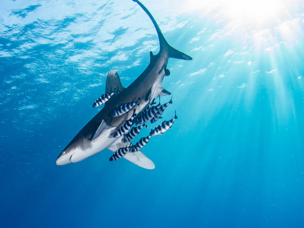 Techniques for Photographing Sharks