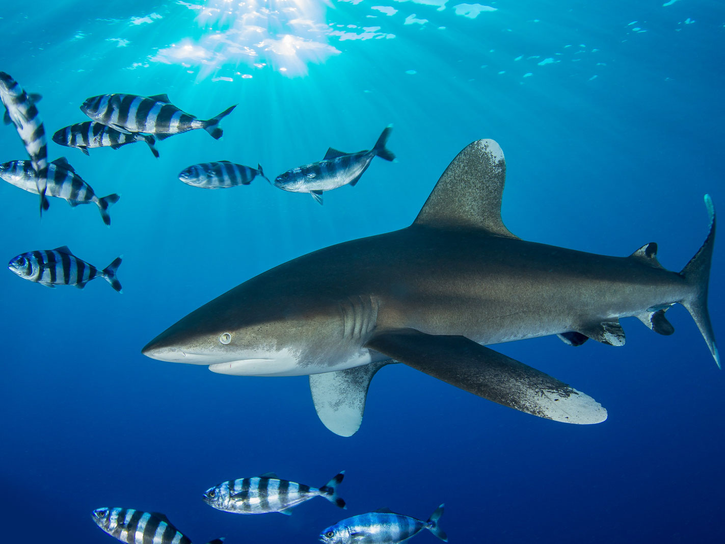 Shark Photography Underwater Camera Settings