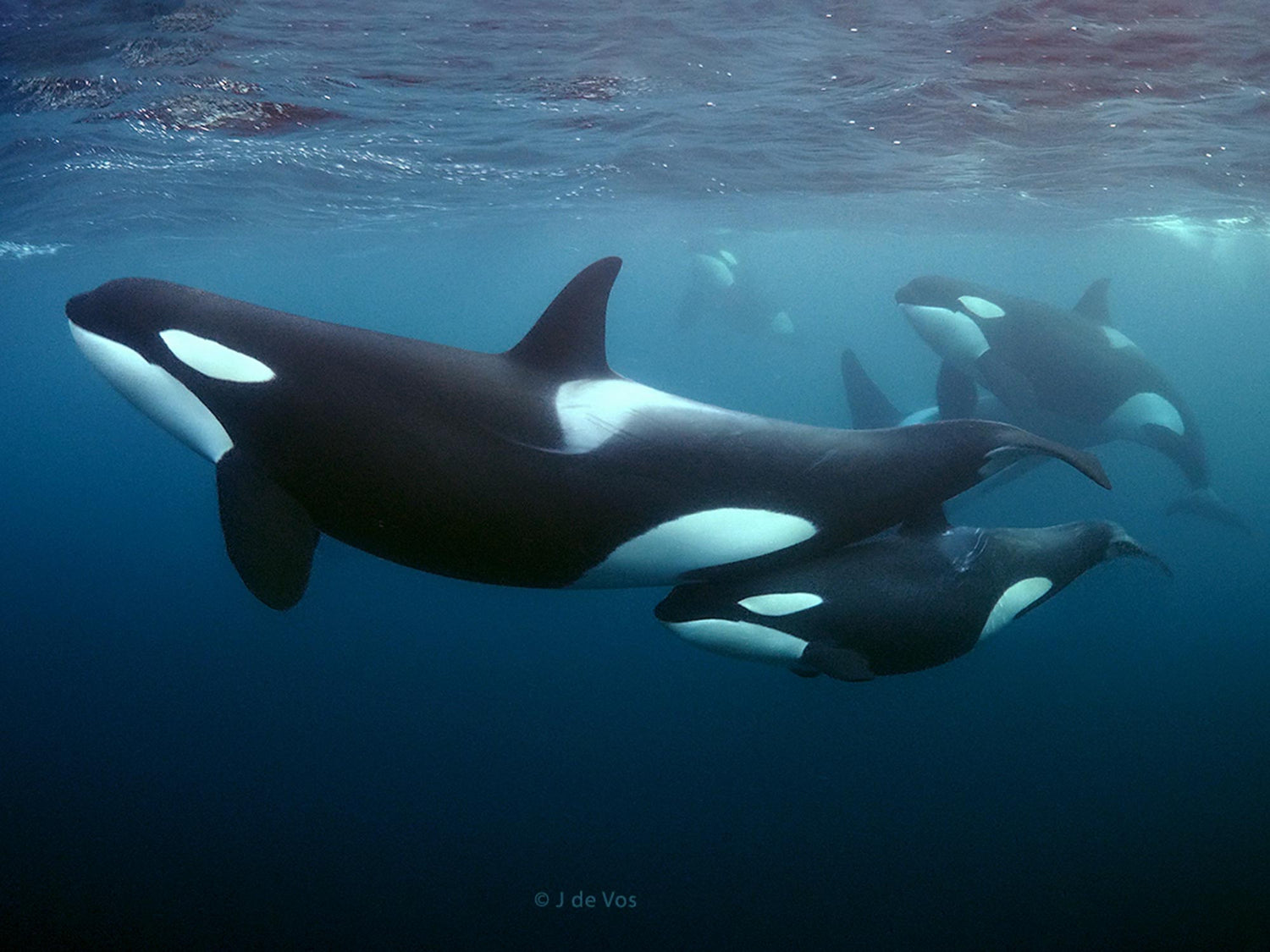 Expedition | Freedive with Orcas & Humpback Whales | October - December 2022