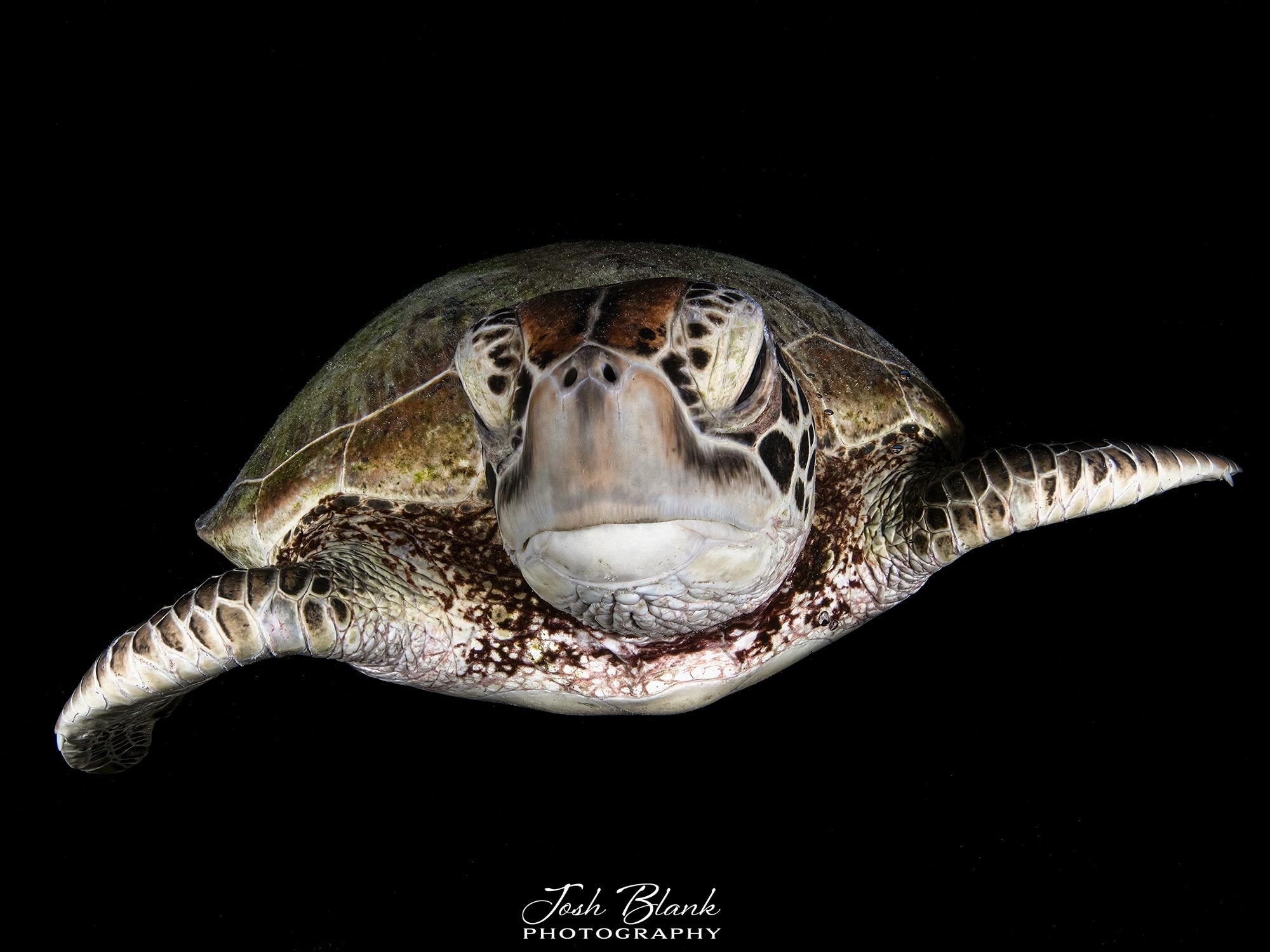 Up Close and Personal: A Guide to Underwater Animal Portraits