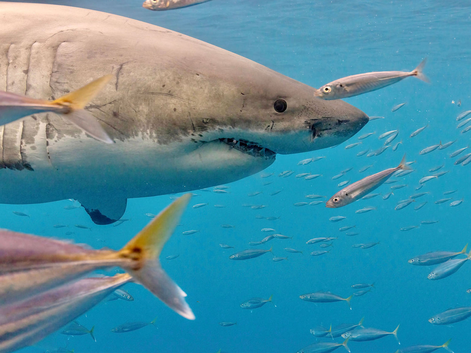 Featured Customers | Tomas Koeck Keepers of the Blue [VIDEO]