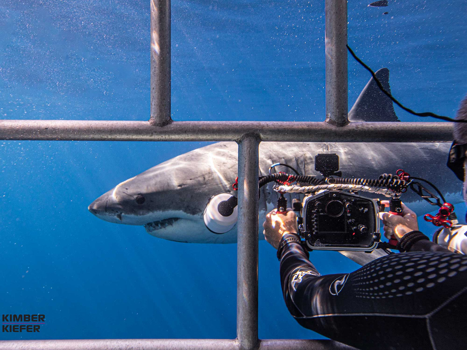An Insider's Guide to Cage Diving with Great White Sharks in Guadalupe