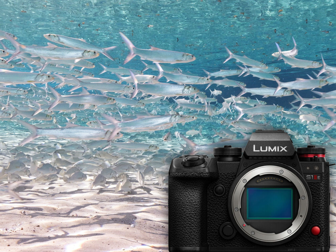 Panasonic LUMIX S1 IIE Underwater Video Results // 200DL Underwater Housing [VIDEO]