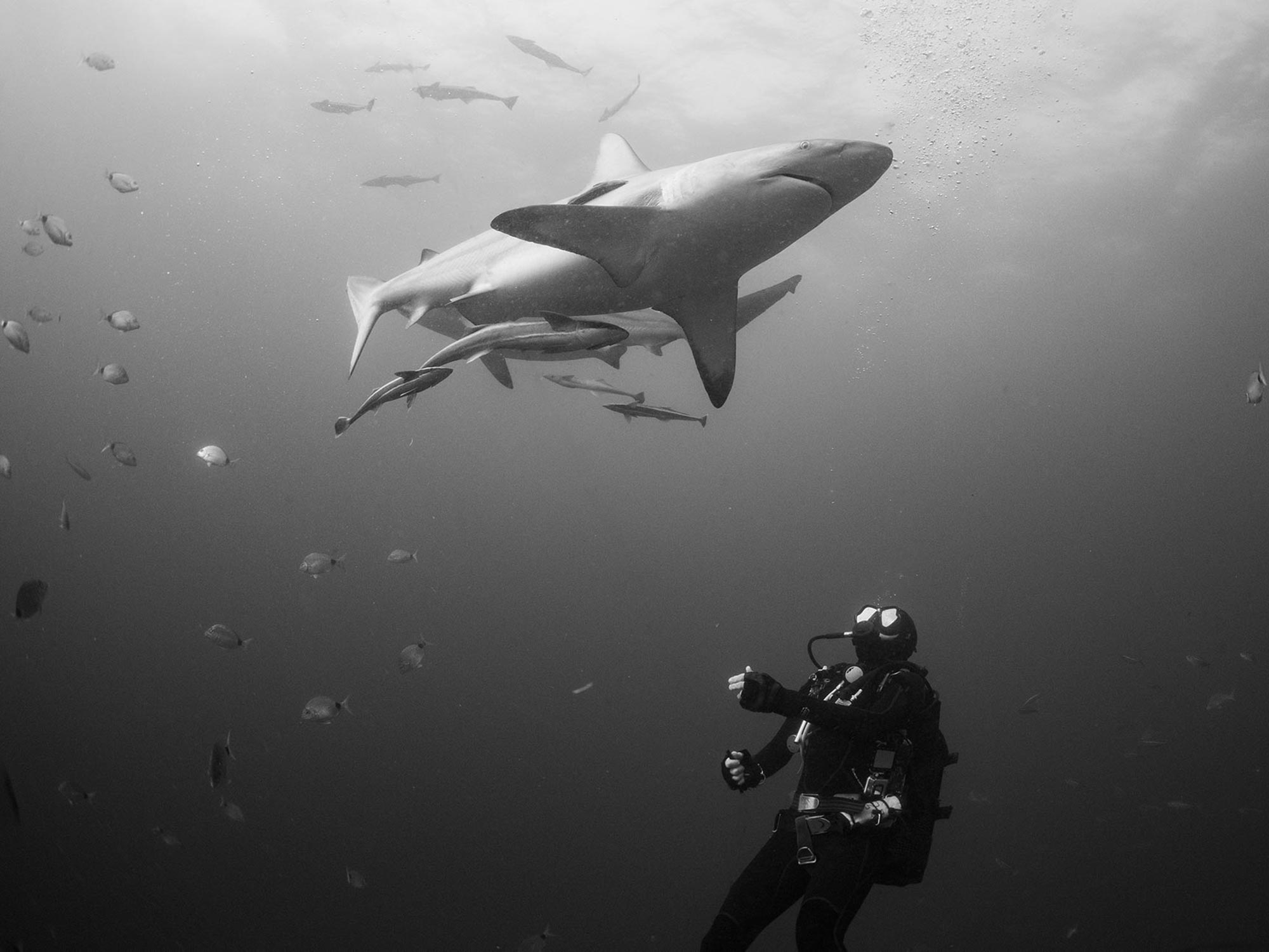 The Wild Coast | Sardine Run, Sharks, and South Africa