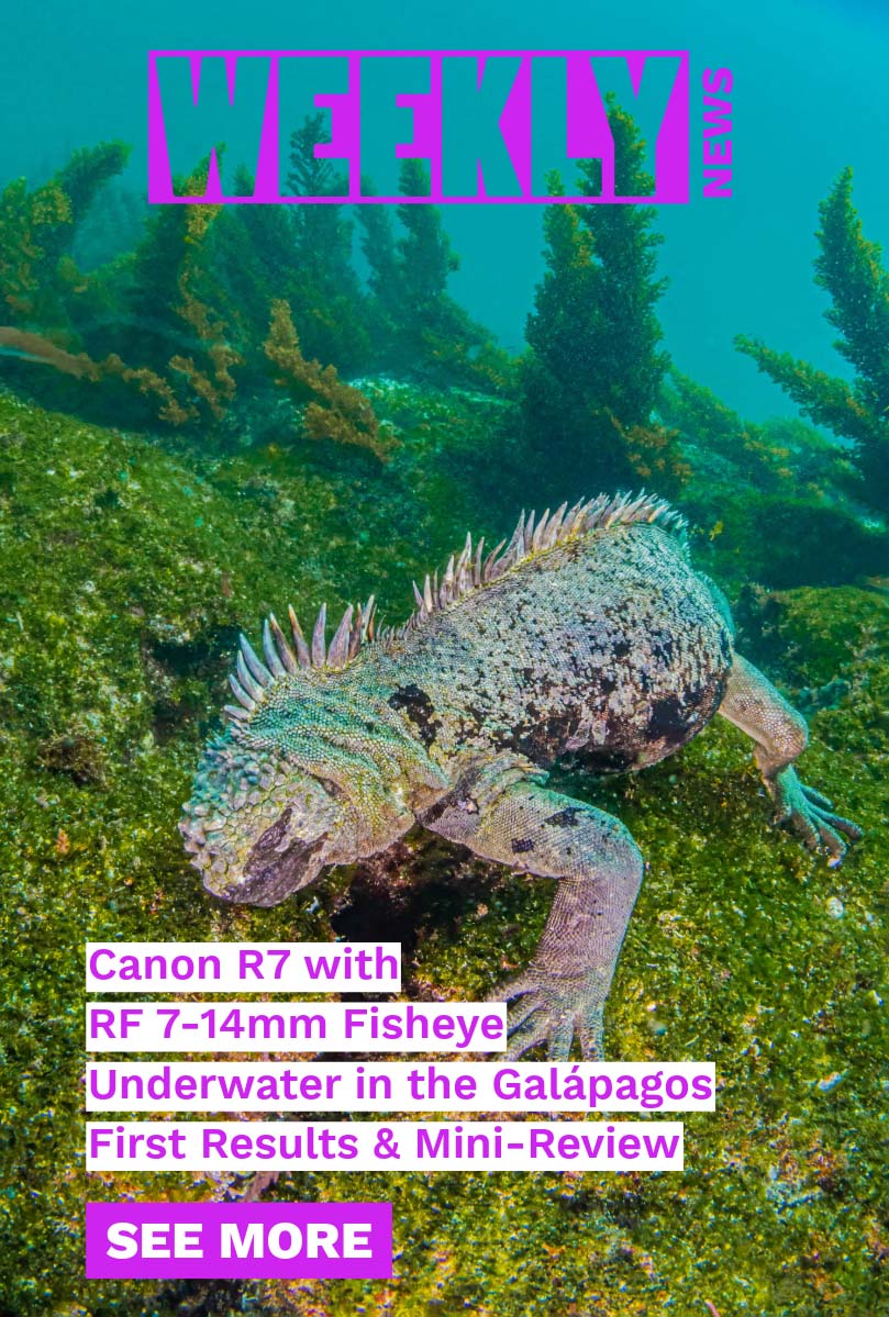 Ikelite Weekly Newsletter Week of 04/24/2026 Image of a Marine iguana in Galapagos © Douglas Klug