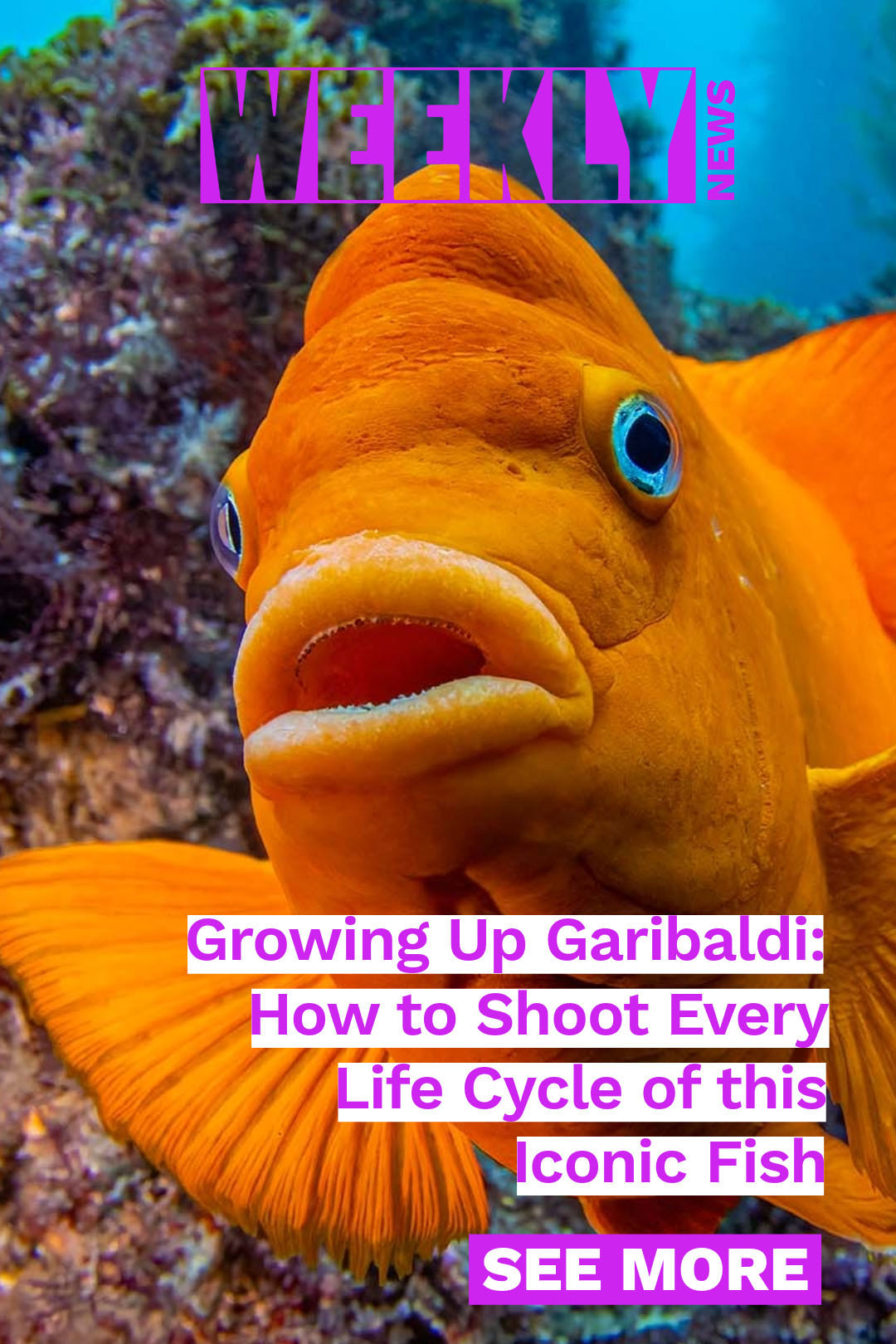 Photographing the Garibaldi life cycle, fluorescence underwater photography tips, Benita Vincent and Bailey Standley share their photos and video, Doug Klug speaks at UCLA's Kelp Kulture series, and sign up for Sony FX5 notifications.