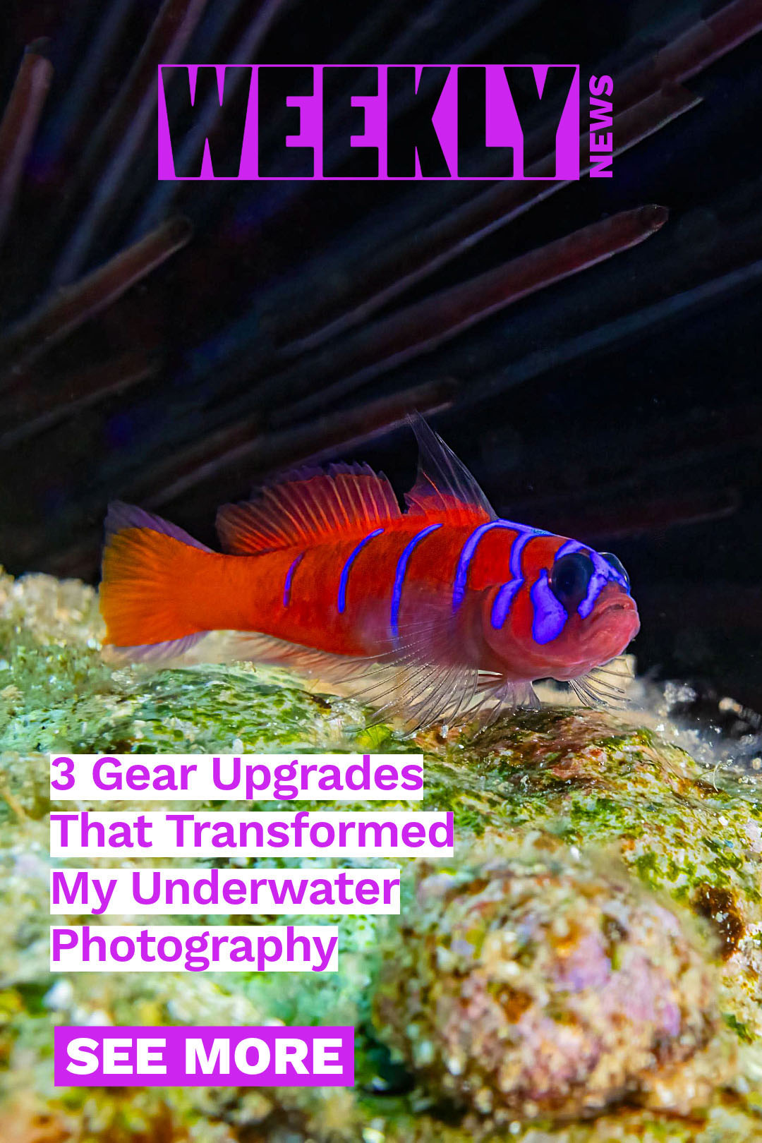 Gear upgrades that can transform your underwater photography, trading up to the Canon RF 7-14mm fisheye lens, Featured Customer Kimia Shad, Canon RF 20-50mm power zoom lens results.