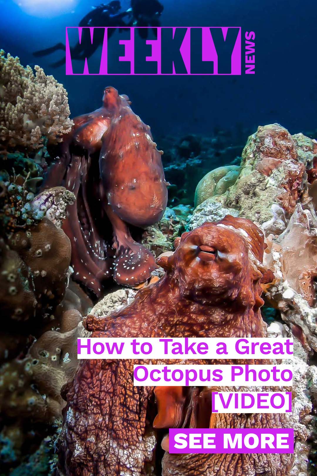 How to take great octopus photos, Canon R6 III in-depth review, Featured Customer William Deerin, and OM 8-25mm zoom gear installation guide for DLM/B housings.