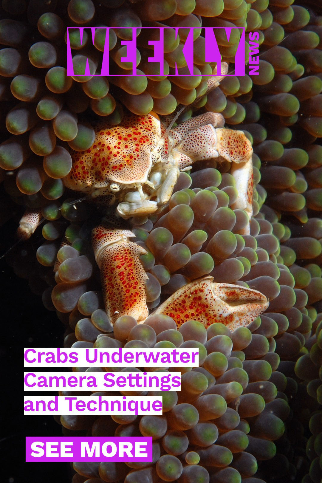 Crab photography cheat sheet, Canon 18-150mm in Yap, James Deane swims with whales, Sony 100mm macro focus gear, Nikon announces Z5 IIC
