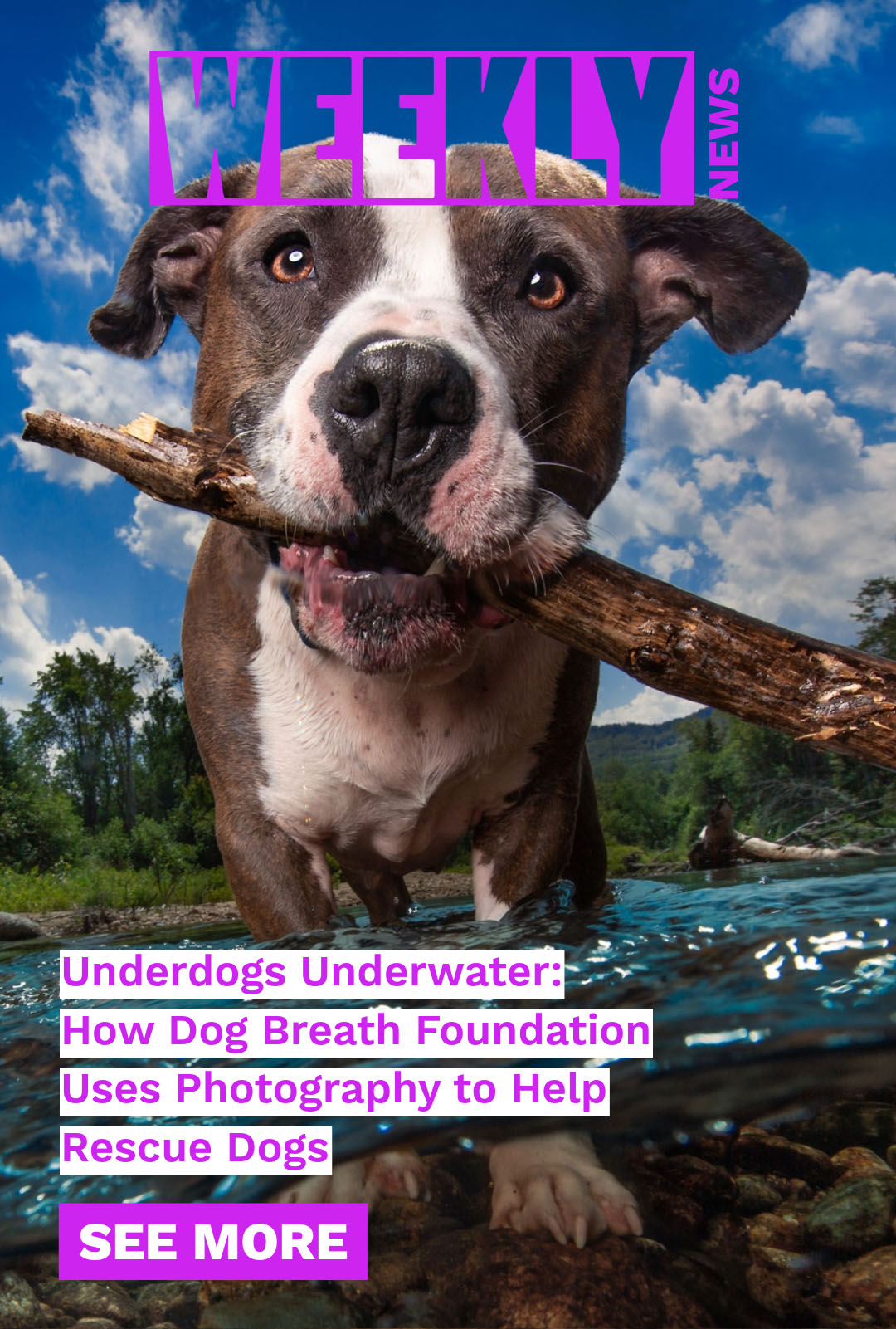 The Dog Breath Foundation uses underwater photography to save rescue dogs, Ecko Fiber specs and features, Seth Patterson, TP Chapman, see you at the Scuba Show in Long Beach.