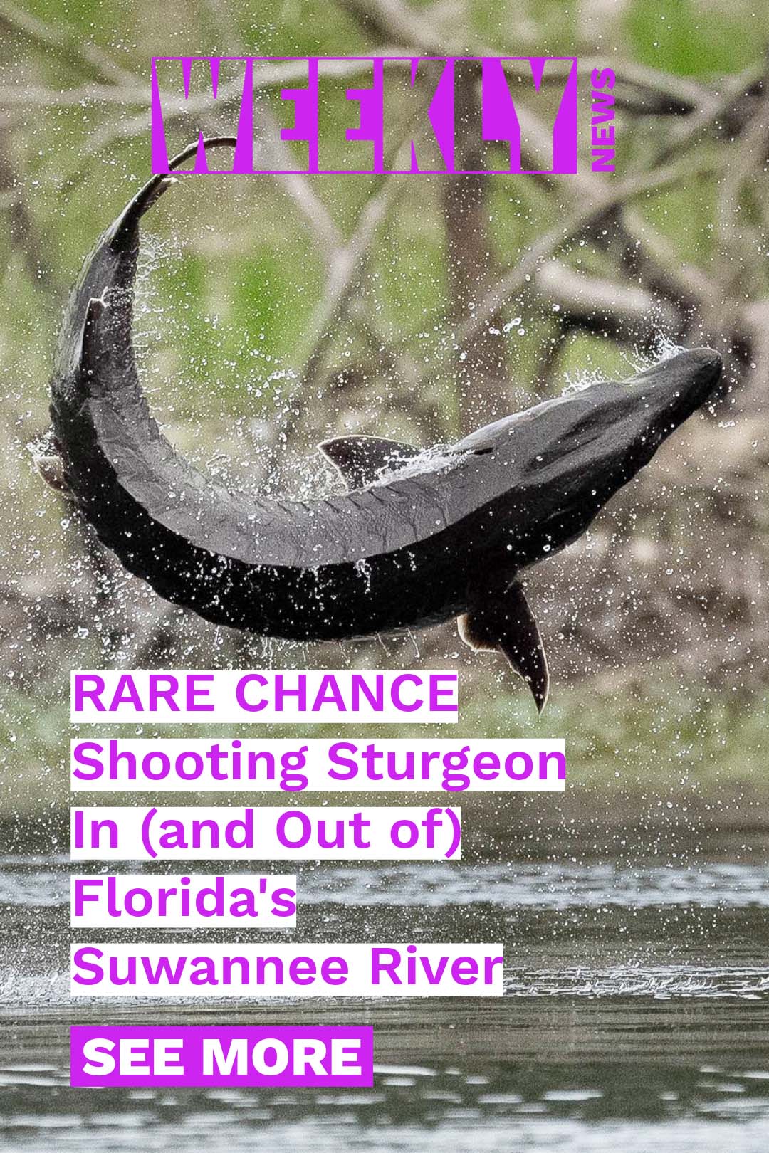 Rare event: shooting sturgeon in Florida's Suwannee River. Sony FE 100mm Macro GM Lens Results. Featured Customers Fabian Seidel and Florian Rousseau share their shots.