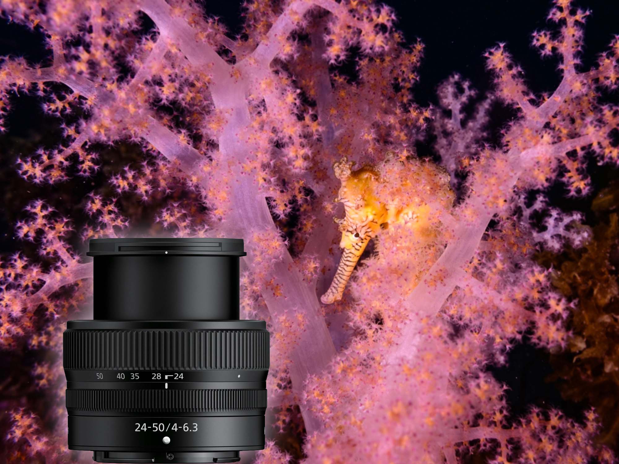 A Budget-Friendly Z-Mount Lens: Nikon Z 24-50mm f/4-6.3mm