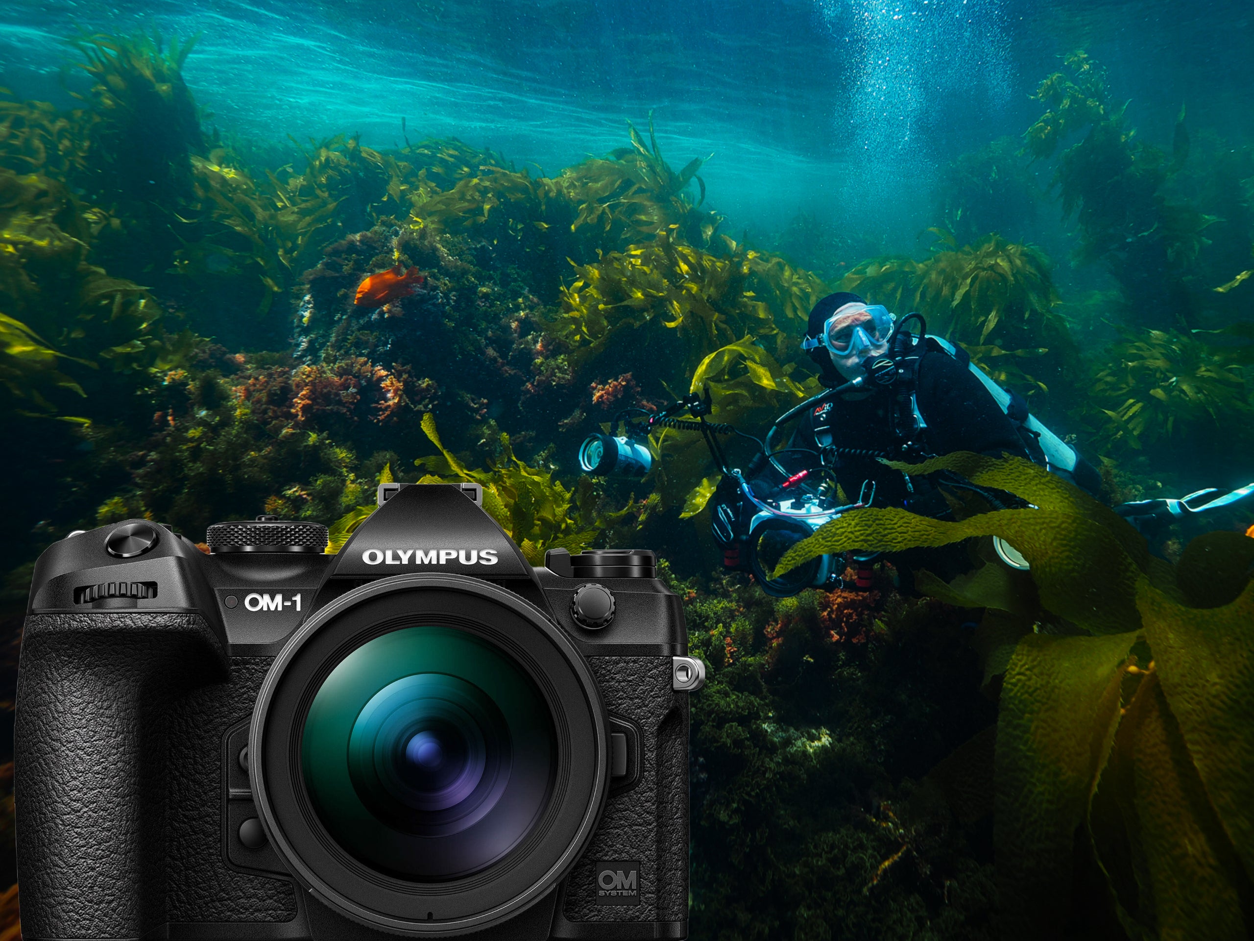 OM System OM-1 Underwater Photos and Review