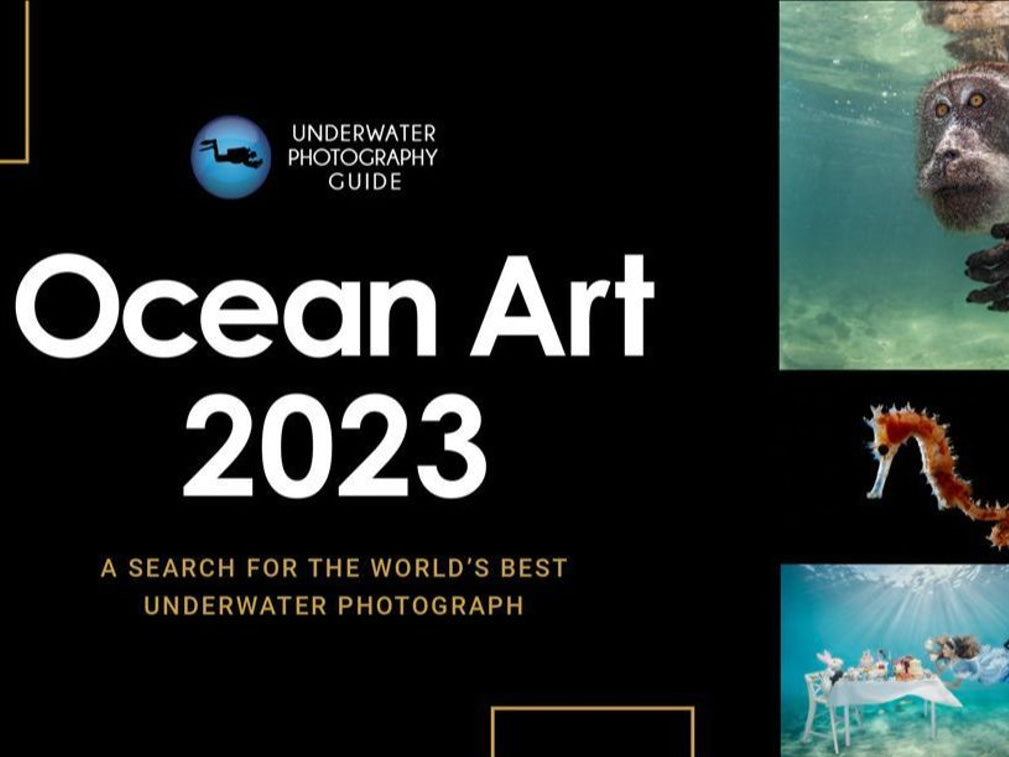 Behind the Shots: Ocean Art 2023 Winners