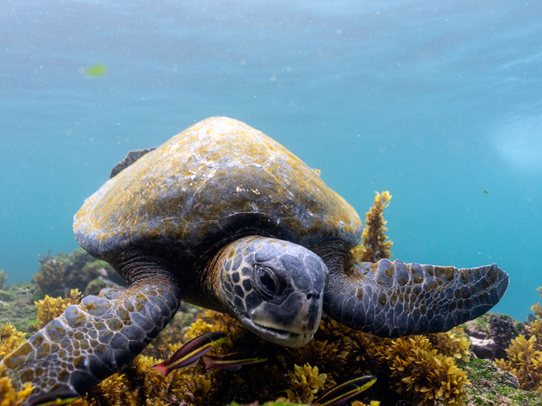 Customer Photos | Liza Díaz Lalova in the Galápagos Archipelago