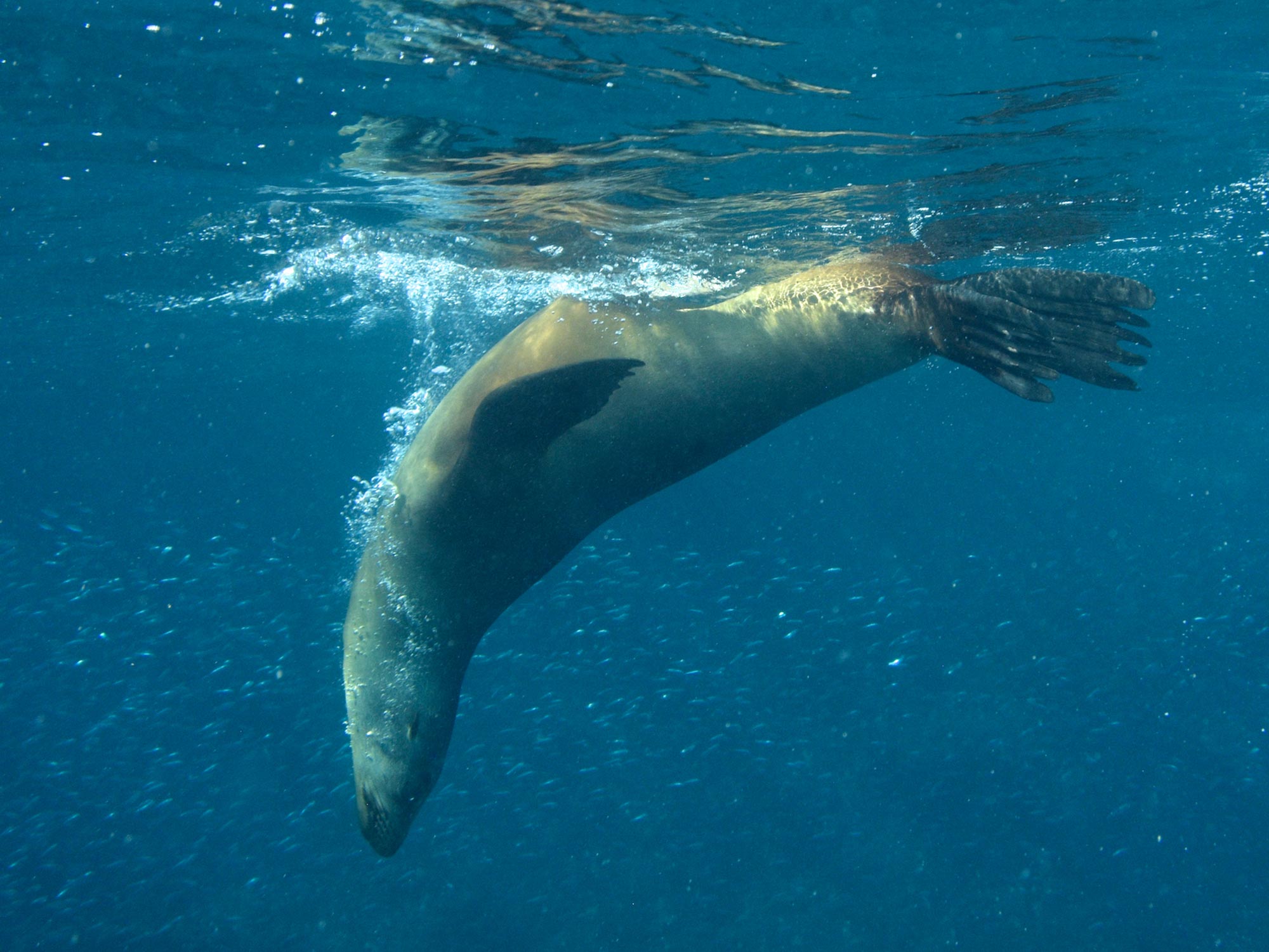 The Brutal Impact of Fisheries on Sea Lions in Mexico