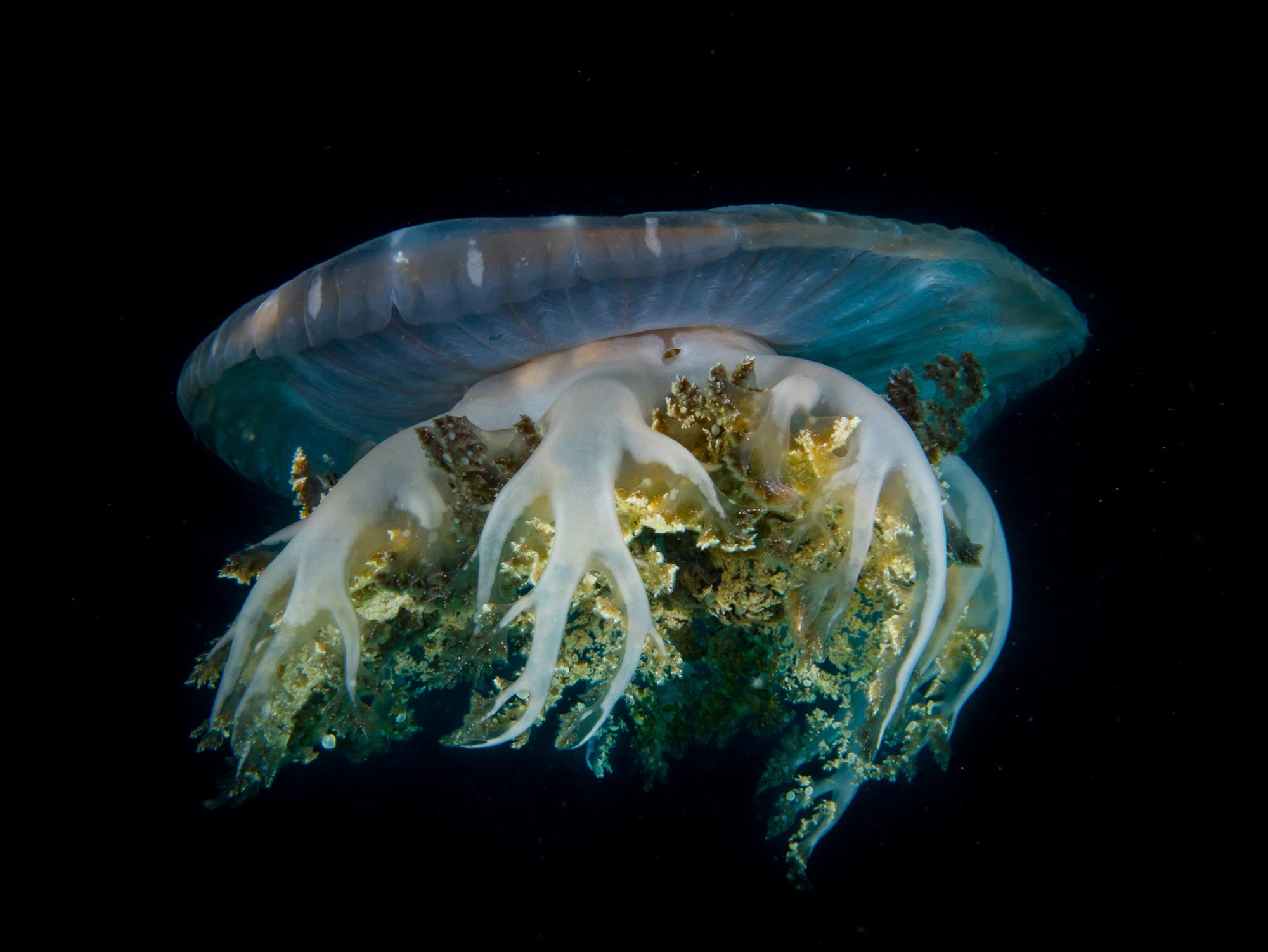 Jellyfish Underwater Photography Camera Settings and Technique