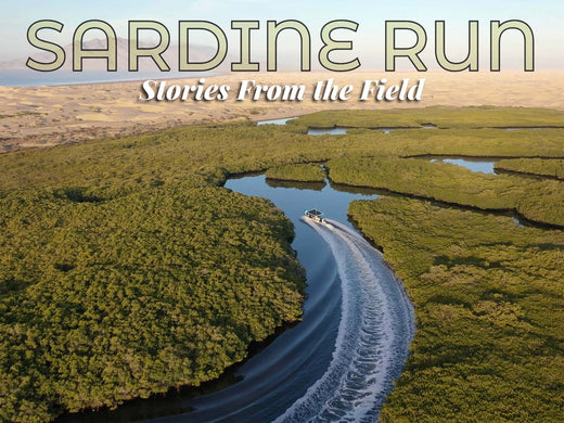 Underwater with the Sardine Run at Magdalena Bay with Brandi Mueller [VIDEO]