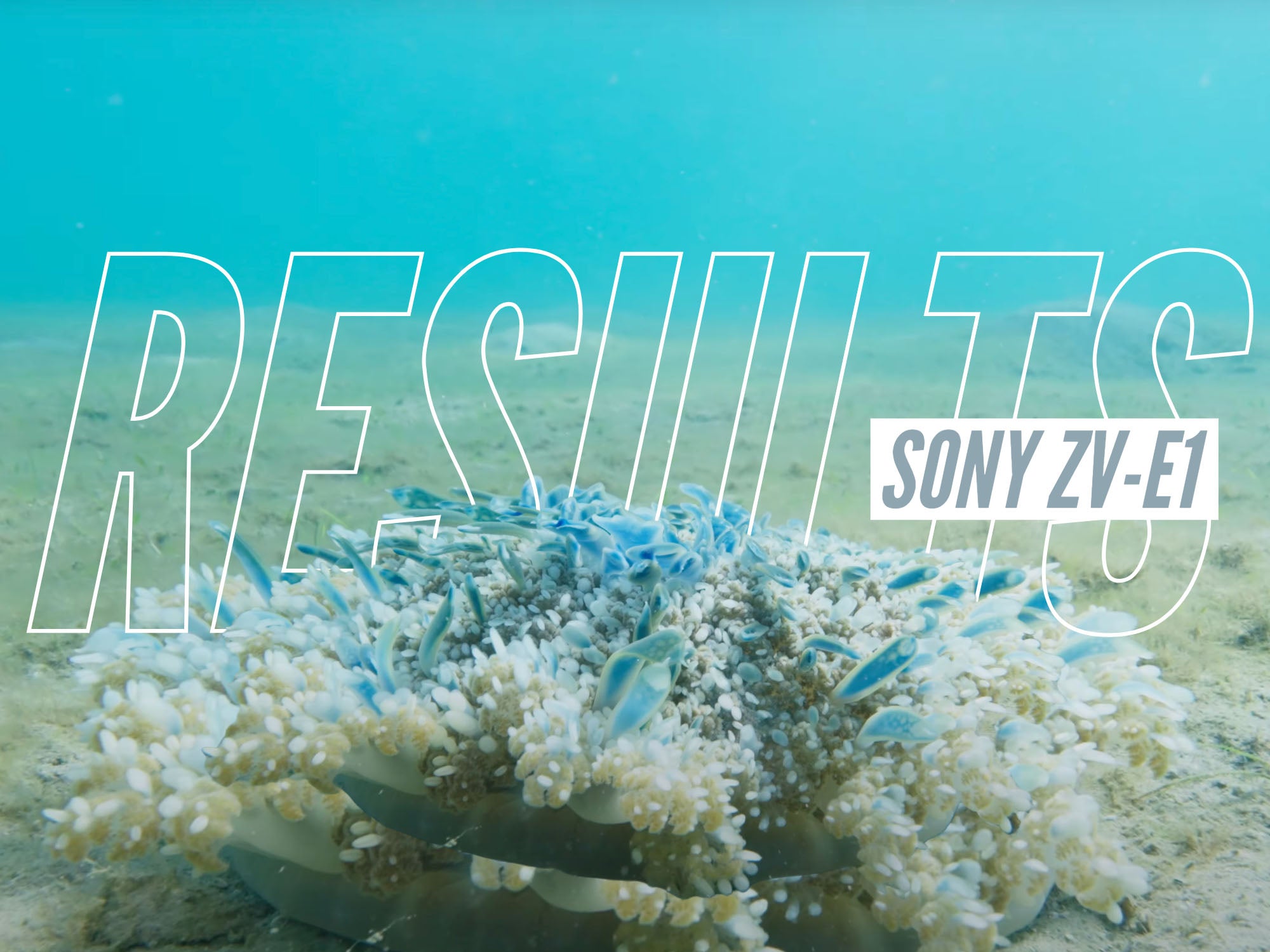 Sony ZV-E1 UNDERWATER at Blue Heron Bridge with 16-35mm PZ Lens [VIDEO]