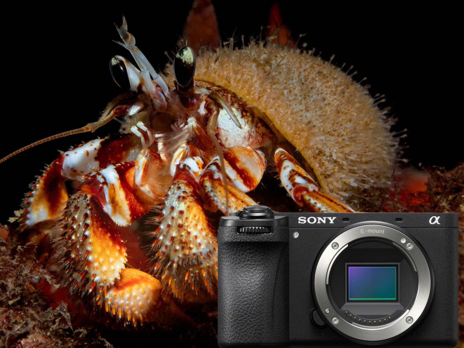 Sony a6700 Underwater Photos & Review