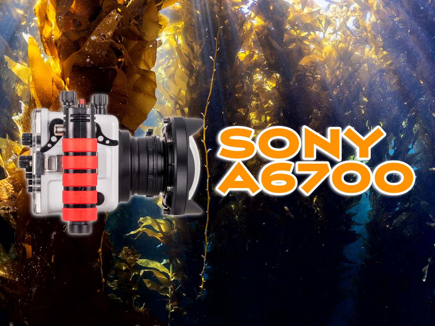 Sony a6700 Wet Lens Wide Angle Underwater in Catalina Island 4K [VIDEO]