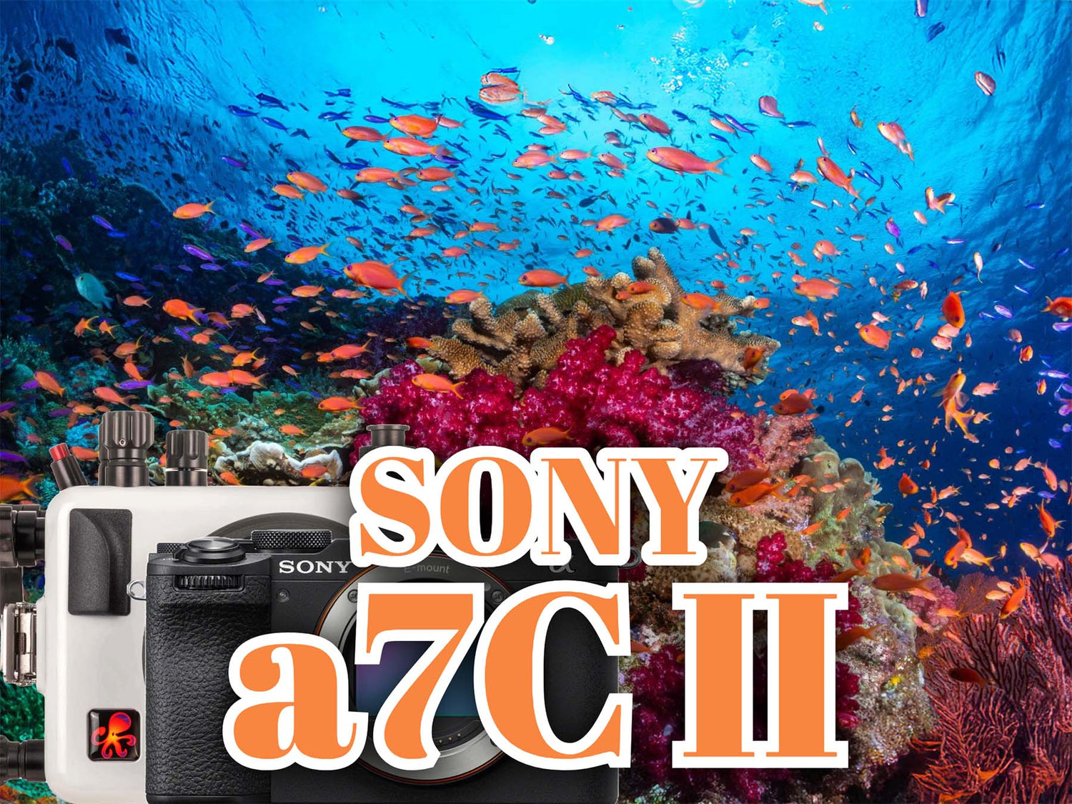 Sony a7C II Underwater in Fiji // Ikelite 200DLM/A Underwater Housing [VIDEO]