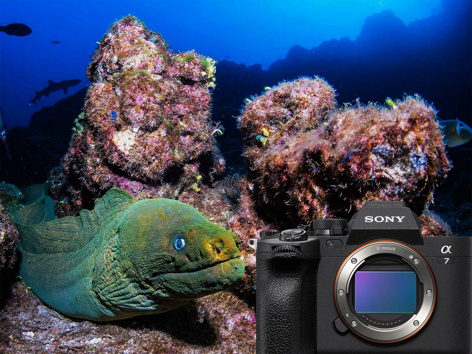 Sony a7 IV Underwater in Socorro [VIDEO]
