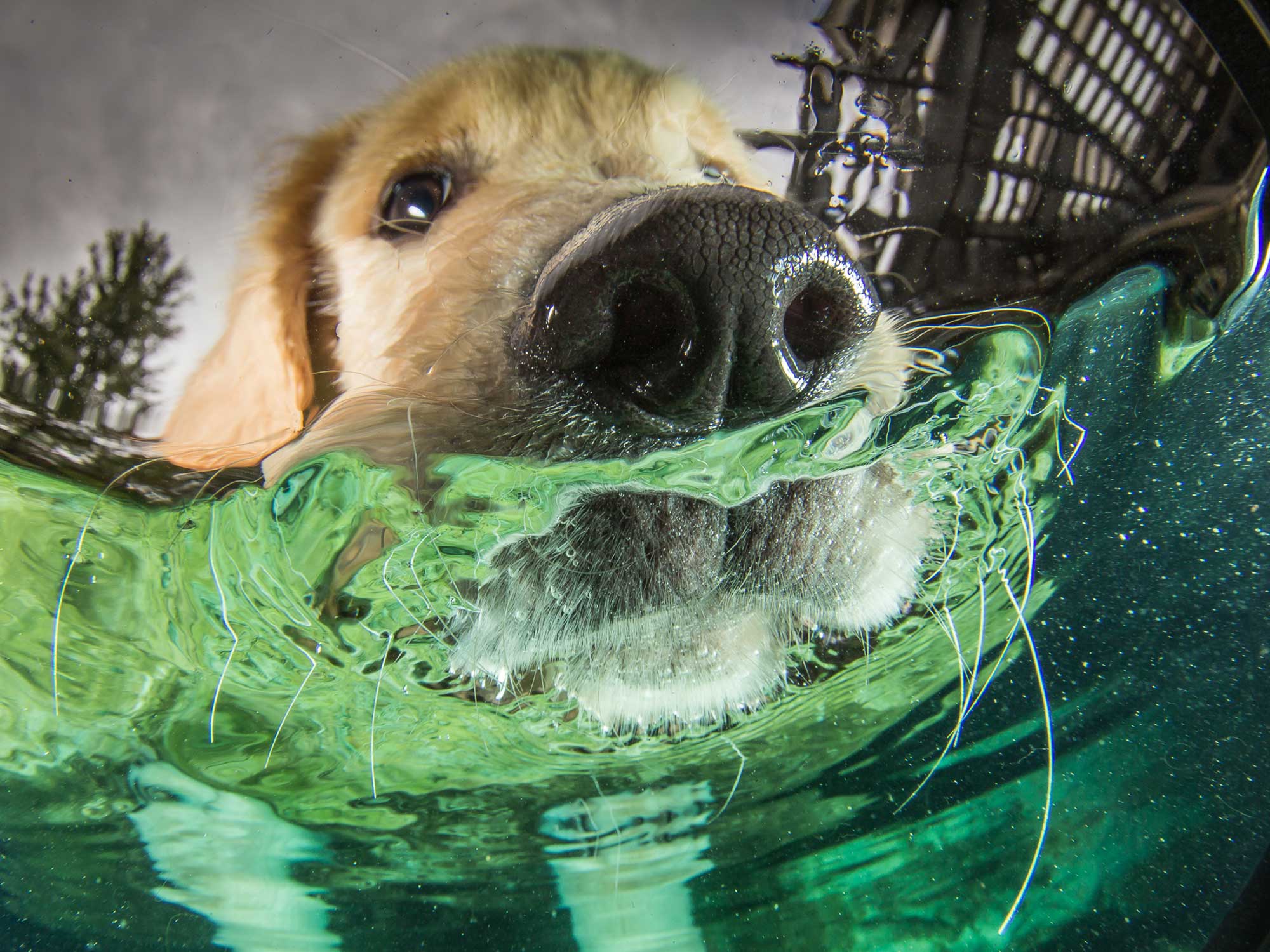 Dogs Underwater Camera Settings and Technique