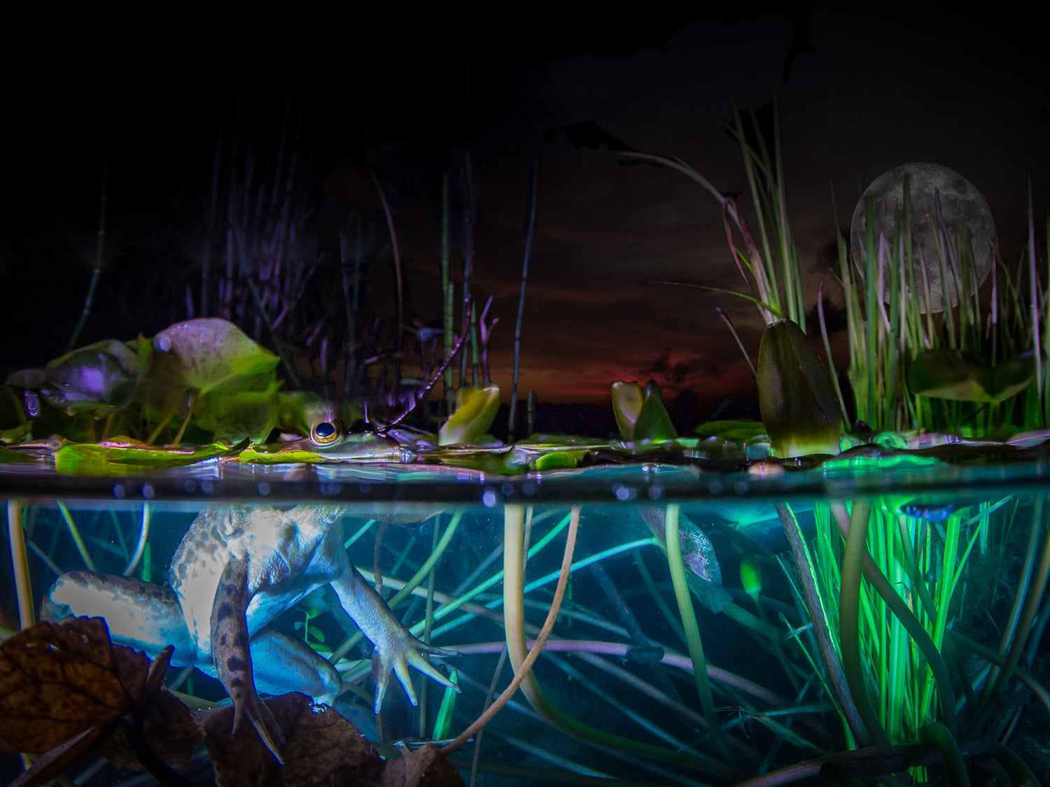 Shedding Light on Night Diving