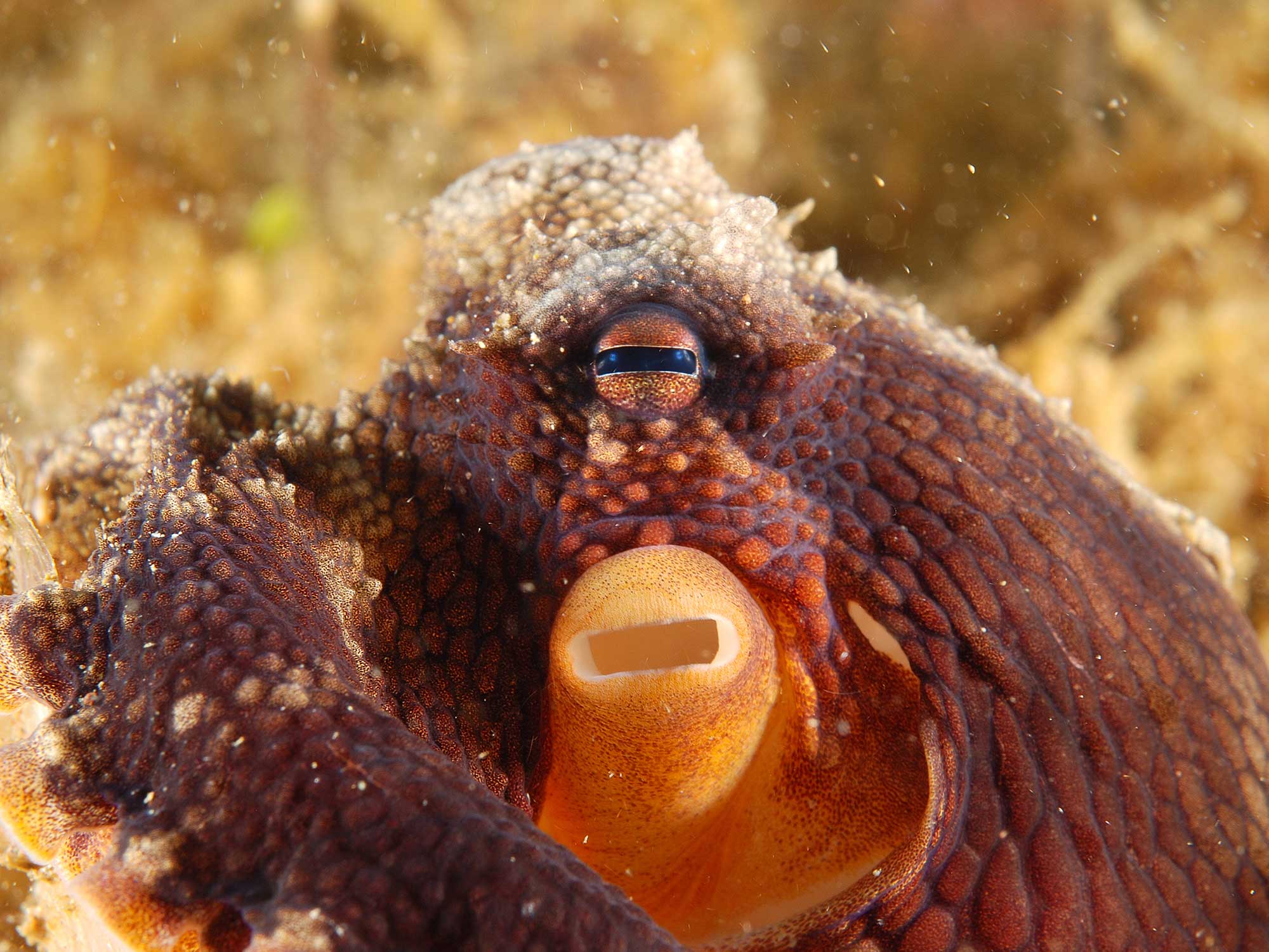 Understanding Octopuses for a Friendly Photographic Experience