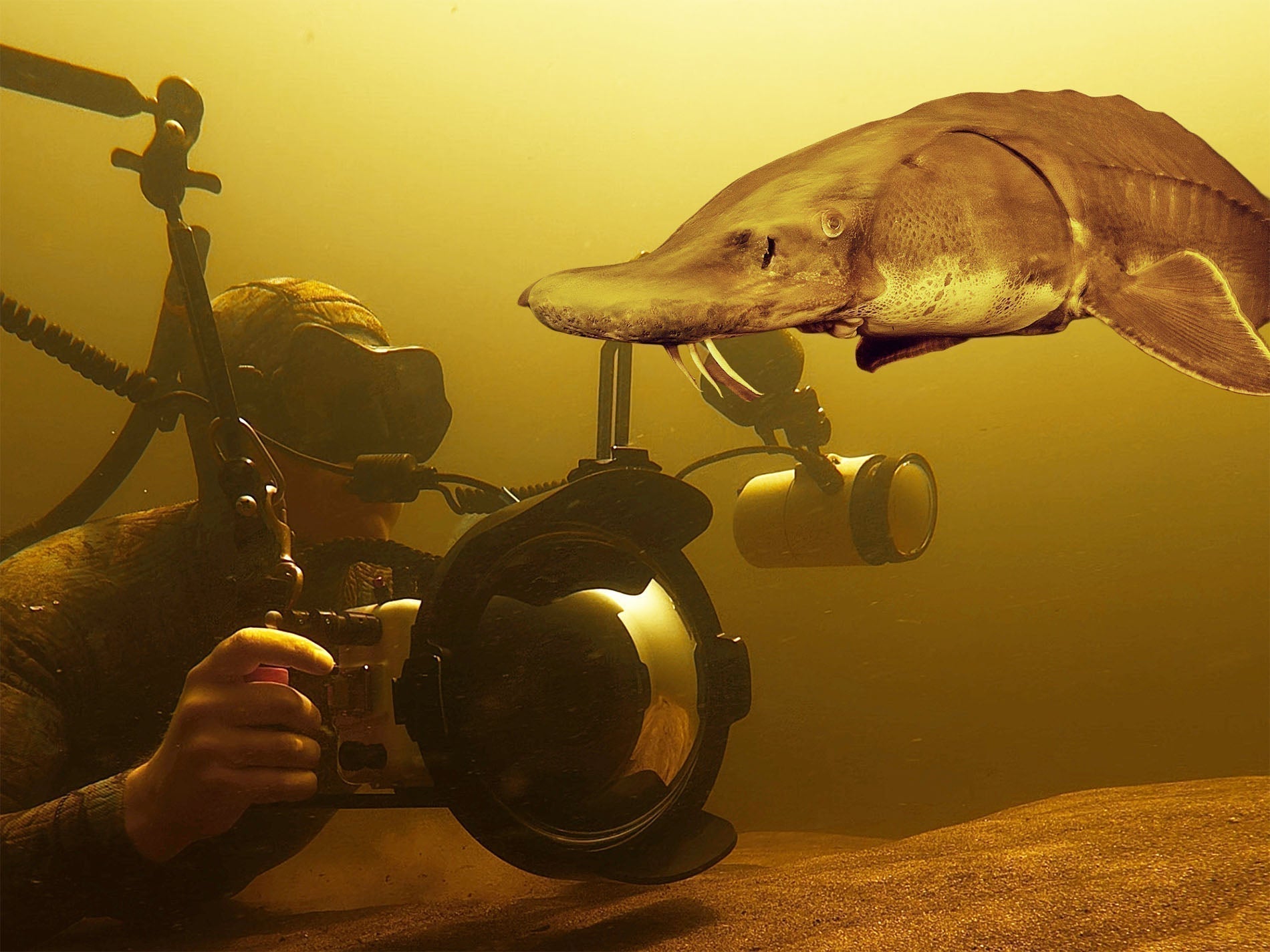 Florida Underwater // How I Shot Sturgeon in the Suwannee River [VIDEO]