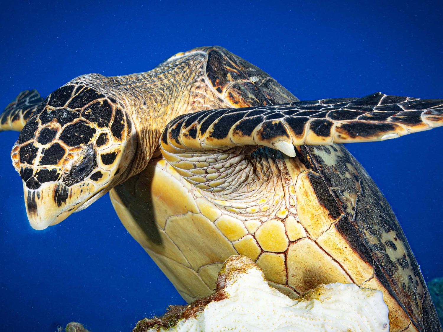 Sea Turtle Eating Coral in Grand Cayman // Sony a7C II Underwater [VIDEO]