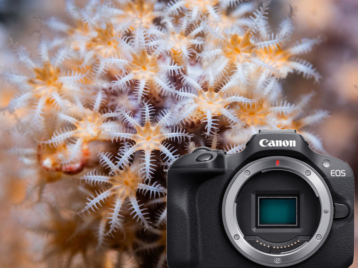 Canon EOS R100 Underwater Photos