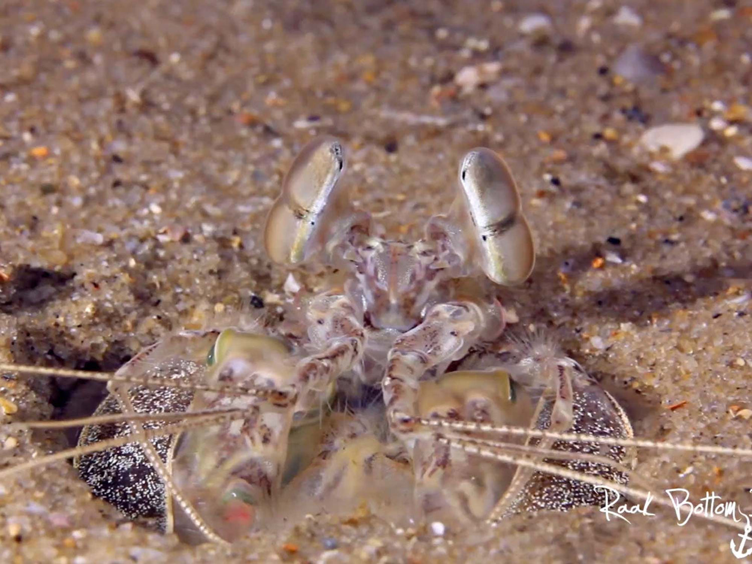 Creature Feature: Scaly-Tailed Mantis Shrimp [VIDEO]